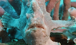 Sipadan_2015_Poisson grenouille_Antennaire geant_Antennarius commerson_IMG_3151_rc